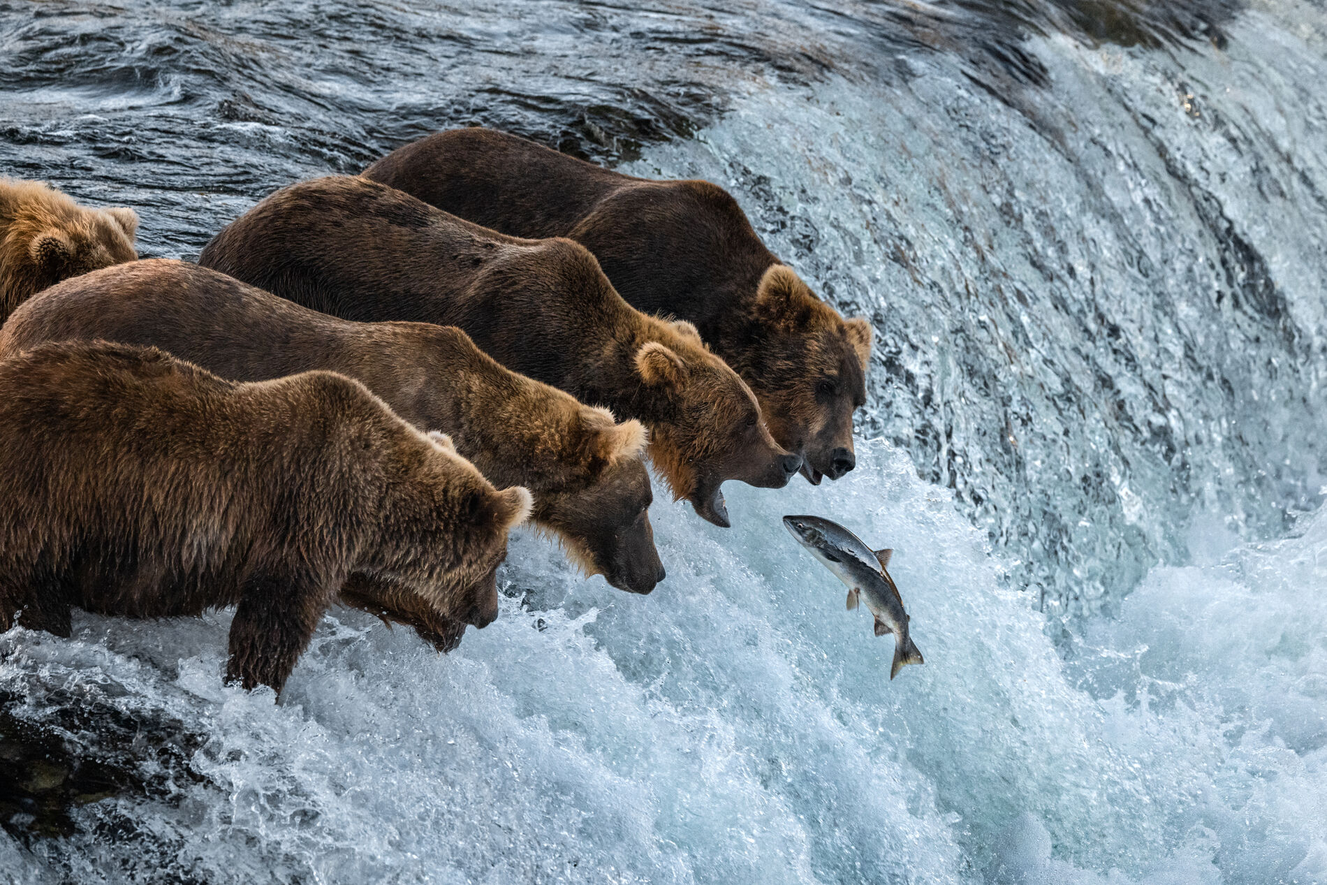 Bears catching fish, an analogy for Google Ads placements
